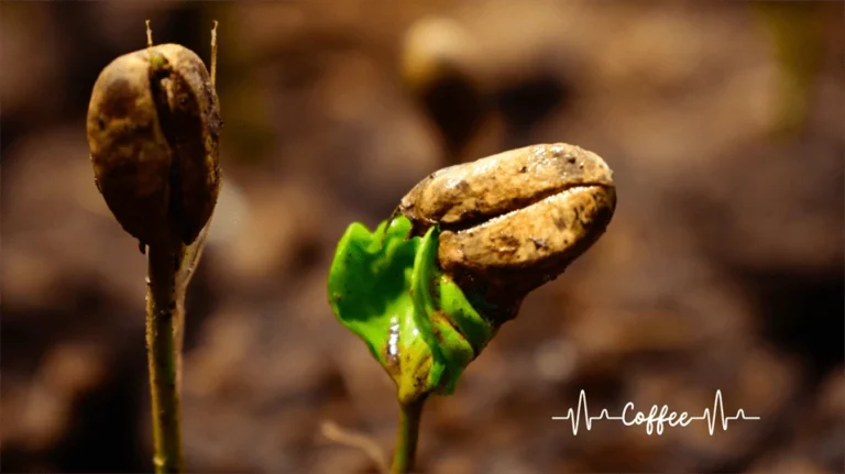 The Coffee Plant